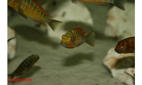 Tropheus golden kazumba